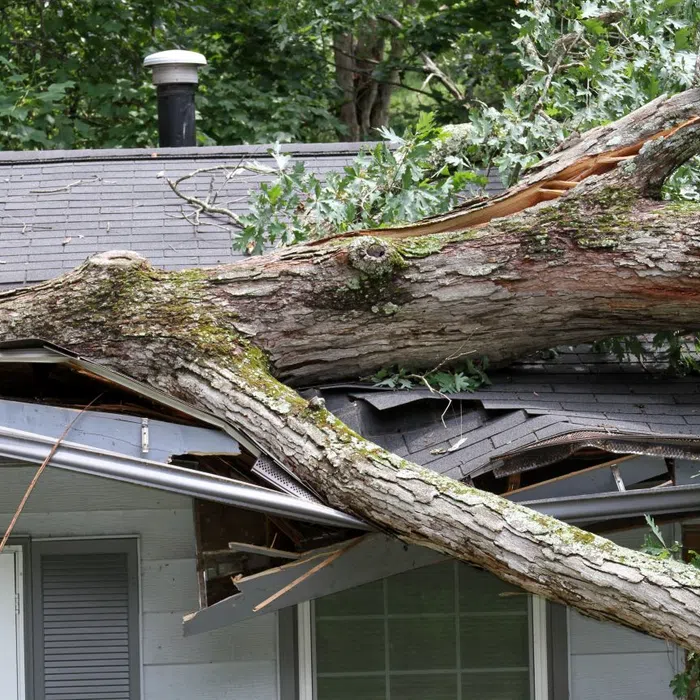 Large tree branch crashed onto a house roof, causing structural damage and debris scattered around.