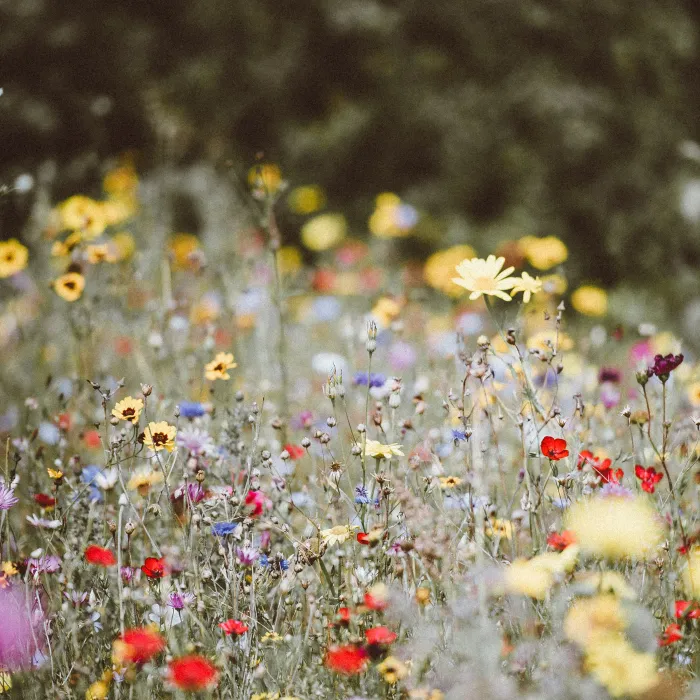 a close up of a flower