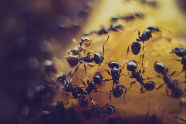 a close up of a honeycomb