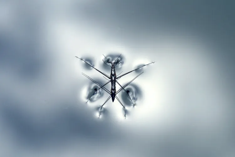 a bird flying in the sky