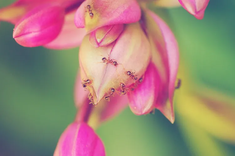 a close up of a flower