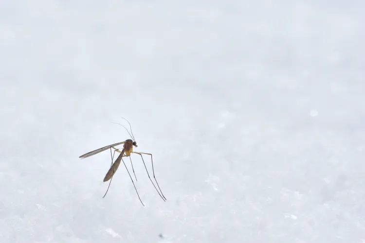 an image involving outdoor snow skiing