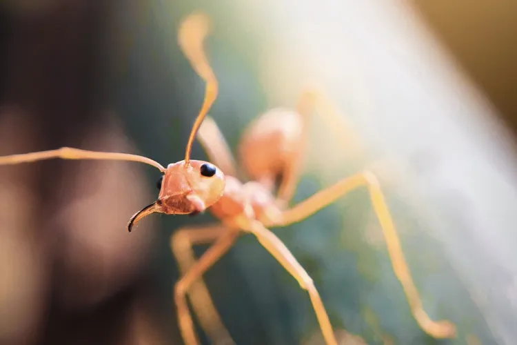 a insect on the ground