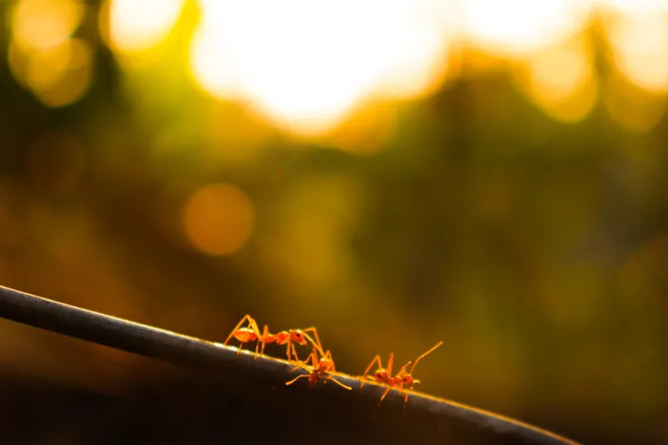 a close up of a wire fence