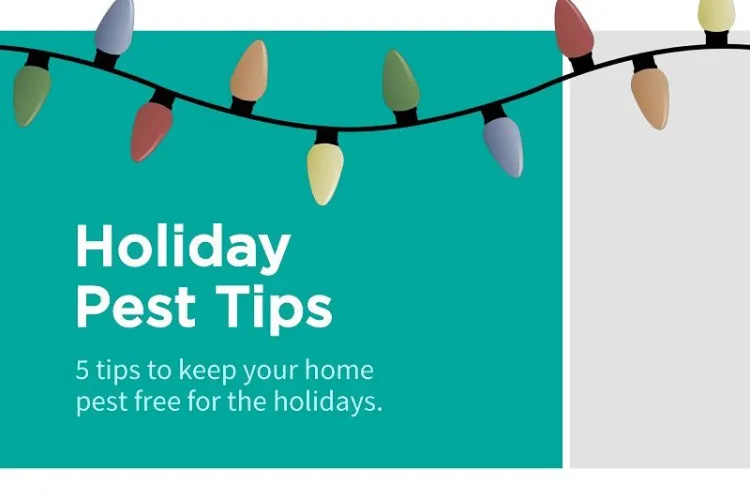 holiday pest tips