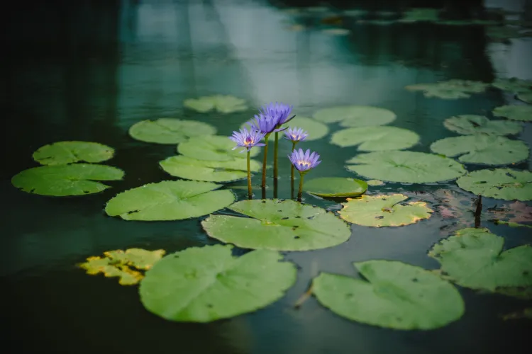 a close up of a pond