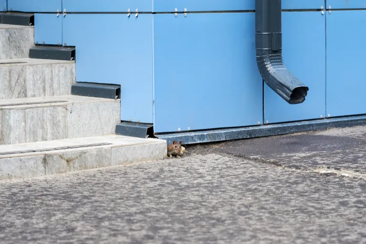 Cingo can help with rodent issues