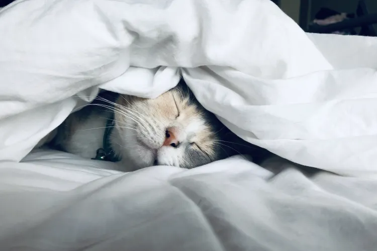 a cat lying on a bed