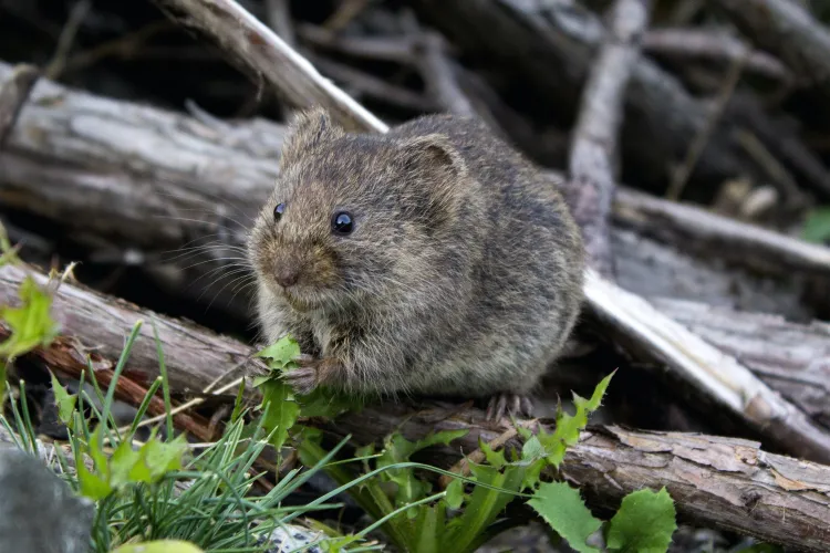 a rodent sitting on a branch