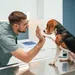 Veterinarian giving a high five to a beagle dog on an exam table in a modern clinic.
