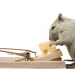 a squirrel eating cheese
