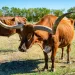 Texas Longhorn cows grazing in a sunlit pasture with large curved horns and green trees in the background
