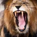 a lion with its mouth open