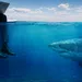 Businessman working on laptop while sitting at water surface with great white shark swimming below.
