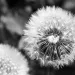 a close up of a dandelion