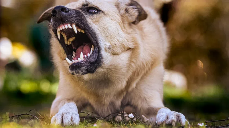 Angry dog growling and showing sharp teeth while lying on grass outdoors with blurred background.