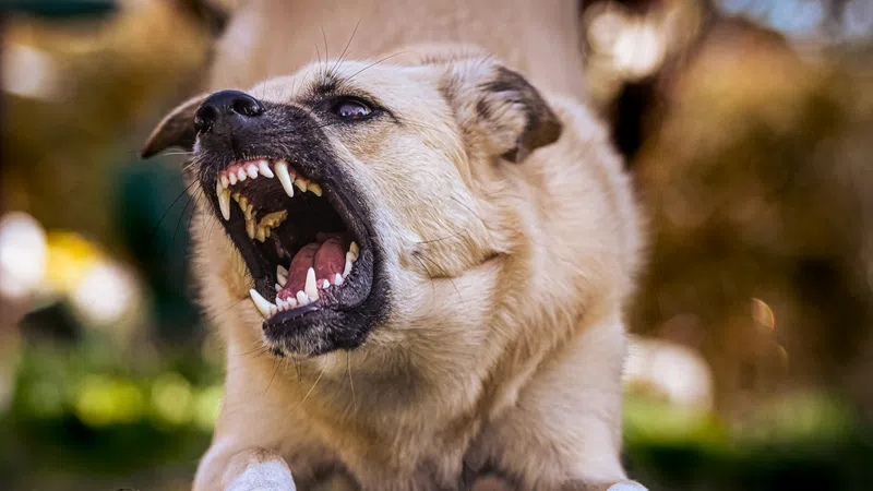 Angry dog growling and showing sharp teeth while lying on grass outdoors with blurred background.