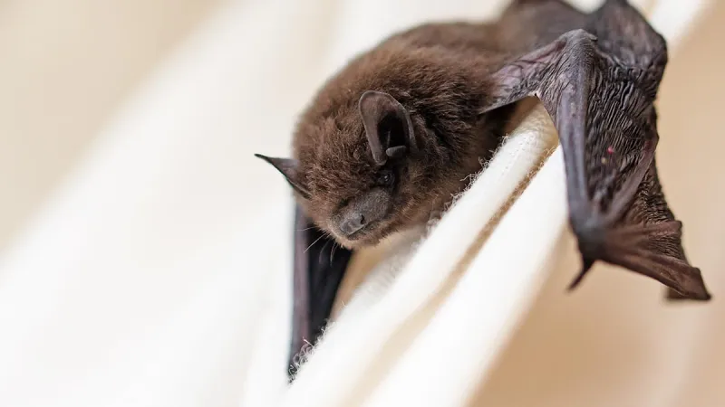 a bat with a bat's head