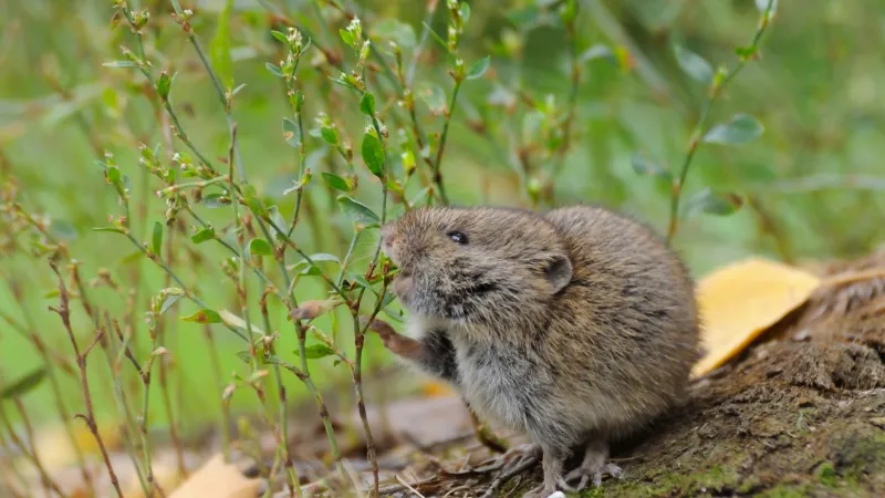 How to Get Rid of Voles in Colorado — Whitmore Pest & Wildlife