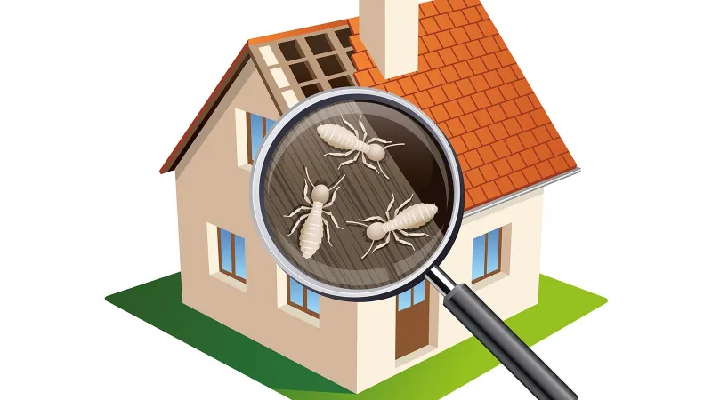 The Consultation Process: Expert Guidance to Safeguard Your Home Against Termites