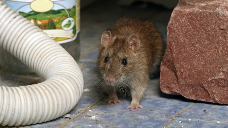 How To Get Rid Of Mice, Rats And Other Rodents – Forbes Home