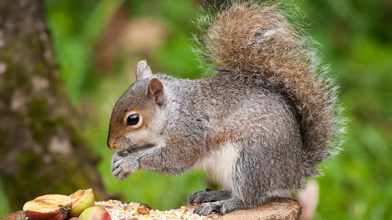 a squirrel eating nuts