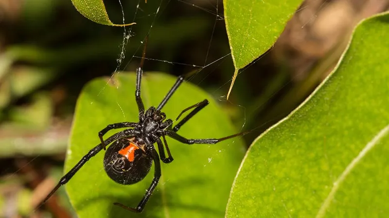a black and orange spider on a leaf