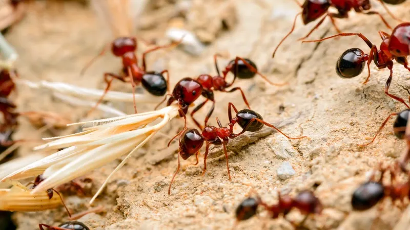 Fire Ants