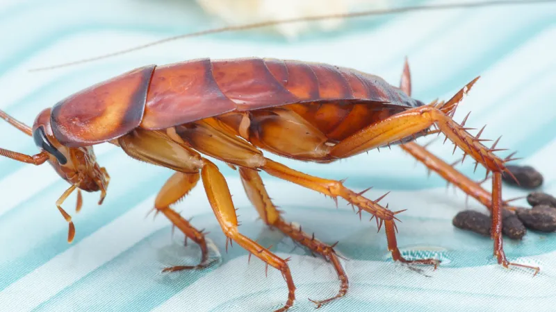 a close-up of a lobster