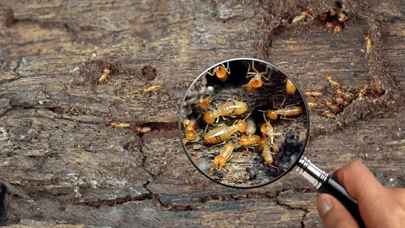 a hand holding a cigarette over a fire pit with a pile of small mushrooms