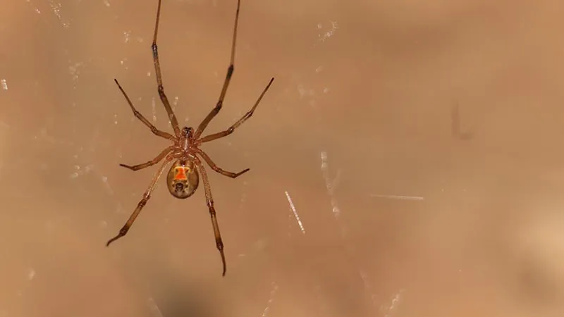 a spider on a web