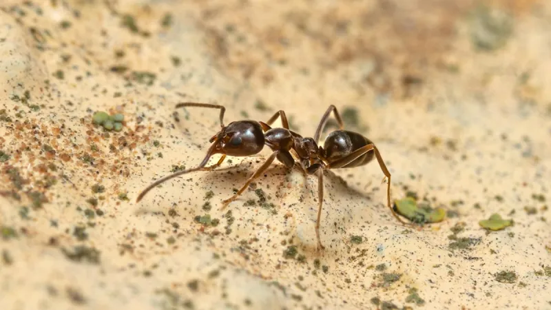 Argentine Ant