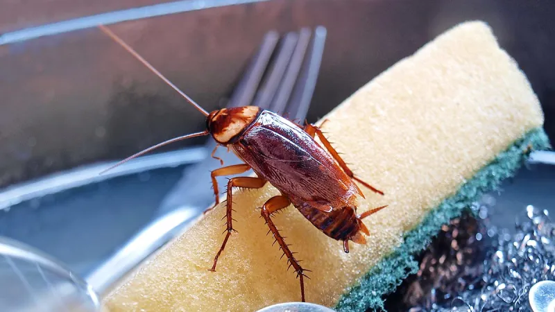 a bug on a plate