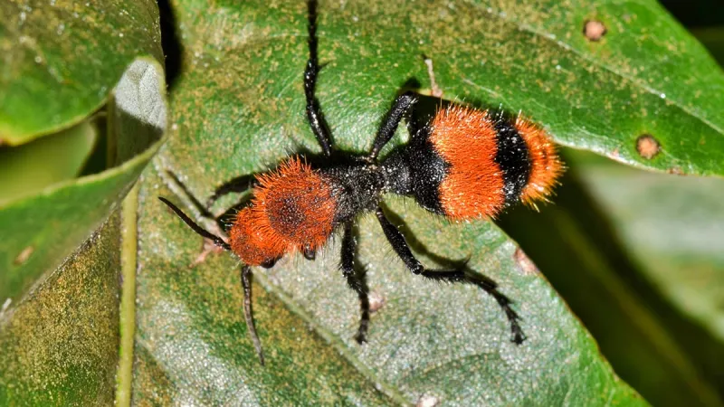 Velvet Ant