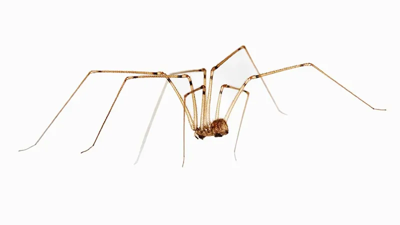 Not all Daddy-Long-Legs are Spiders! - Good News Pest Solutions