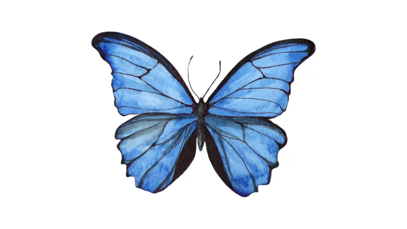 Me inscribí en Blue Butterfly, ¿y ahora qué?
