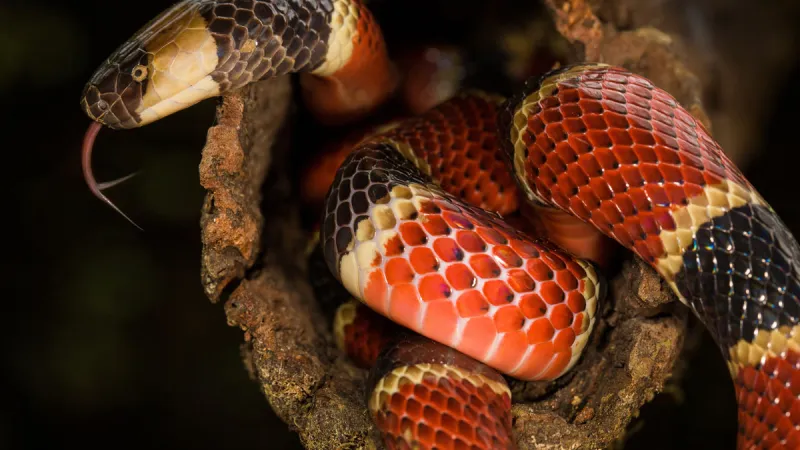 Venomous Snakes in the Carolinas