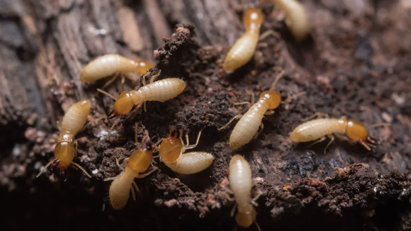 Ways You Could Accidentally Be Attracting Termites