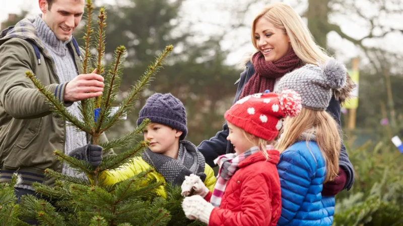 How to Protect Your Home From Unwanted Pests Found in Christmas Trees