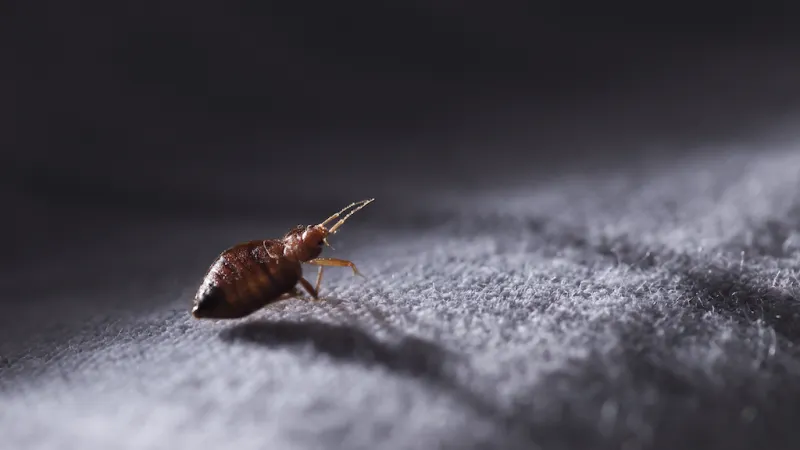 Good Night, Sleep Tight (A Guide to NOT Letting the Bed Bugs Bite)