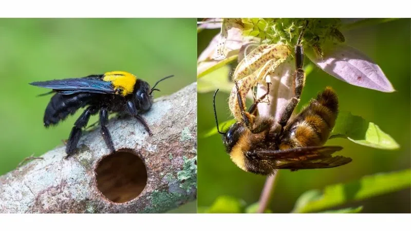 Close-up of a black and yellow carpenter bee on a branch hole and a brown fuzzy bee feeding on a flower.