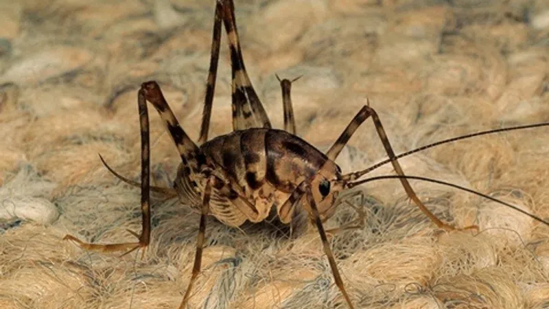 Close-up of a cricket on a beige woven fabric with detailed texture and long antennae visible.