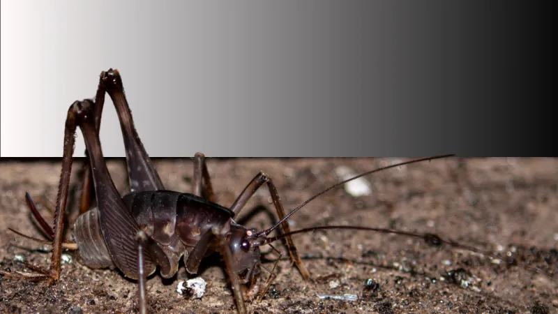 cave cricket on concrete