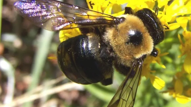 Close-up of a carpenter bee collecting nectar from yellow flowers on a sunny day.