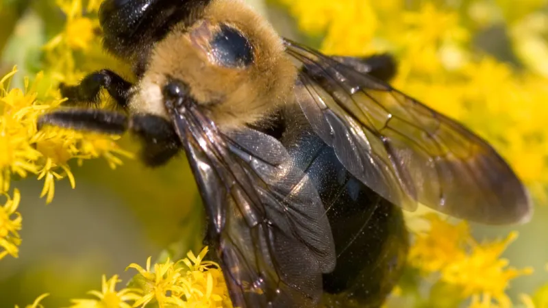 Everything About Carpenter Bees