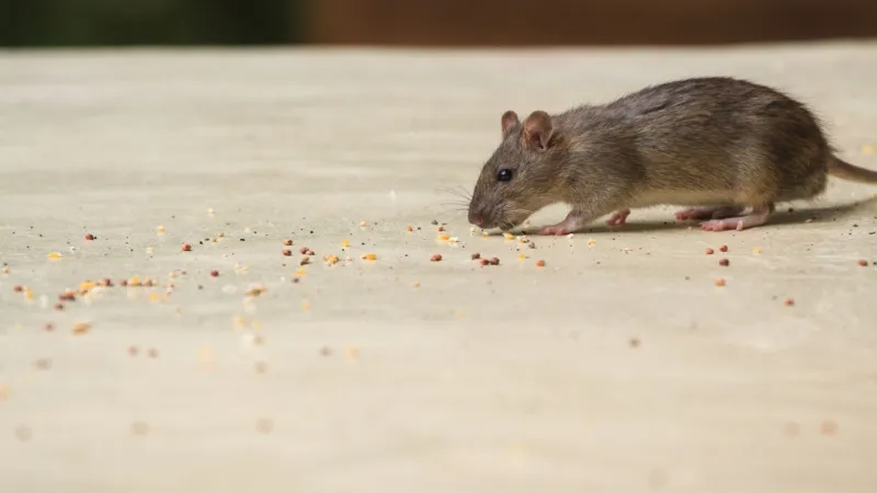 a mouse on a white surface