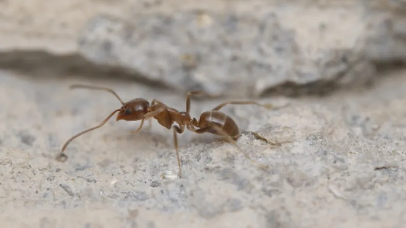 Ants in Ijamsville & Montgomery County