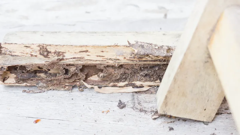 Termite Awareness -Signs & Prevention Tips