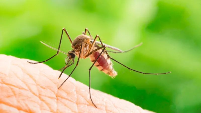 Close-up of a mosquito feeding on human skin with a green blurred background.