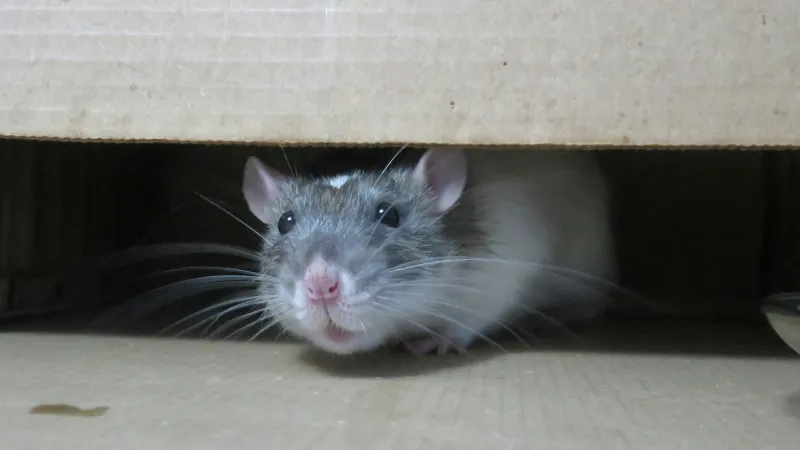 a rat in a box